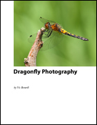 Dragonfly Photography