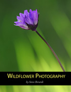 Wildflower Photography