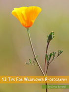 Wildflower Photography